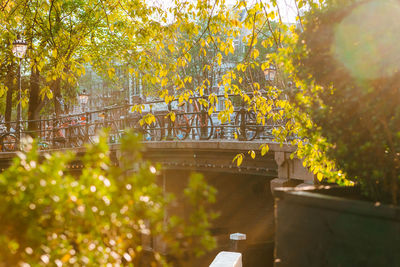 Trees by bridge during autumn