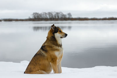 Dog on frozen lake against sky