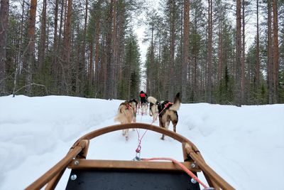 People riding dog on boat in forest during winter
