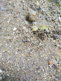 High angle view of crab on sand