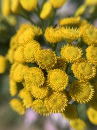 Close-up of yellow flowering plant