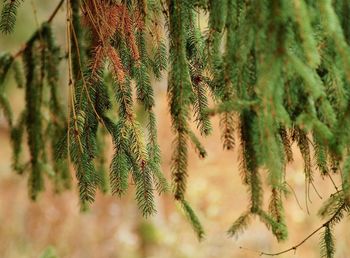 Close-up of coniferous tree