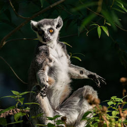 Lemur sitting on field