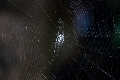 Close-up of spider web