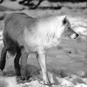 Wolf on snowcapped field during winter