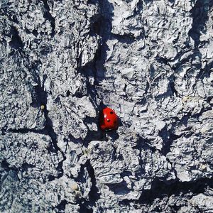 High angle view of ladybug on leaf