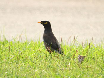 Bird perching on grass