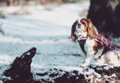 Close-up of dog outdoors