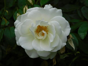 Close-up of white rose flower