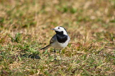 Close-up of bird wagtail on a field