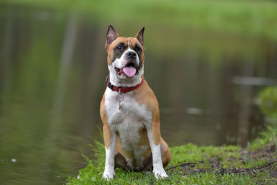 Portrait of a dog on field