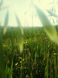 Close-up of wet grass in field