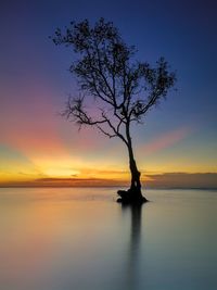 Silhouette tree by sea against sky during sunset