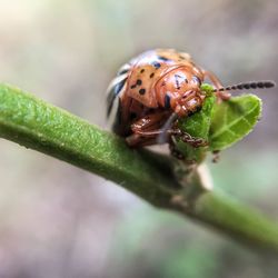 Close-up of ladybug on plant