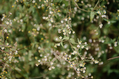 Close-up of raindrops on flowering plant