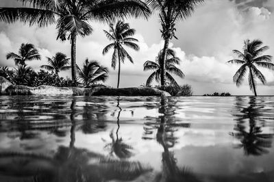 Reflection of trees in water