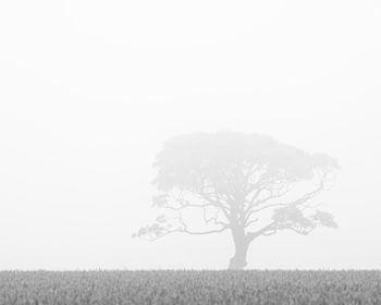 Bare tree on field against sky