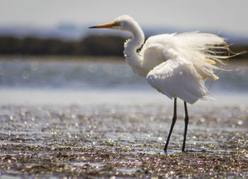 Close-up of bird against sky