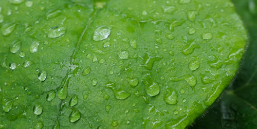 Close-up of wet leaves