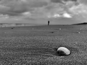 Close-up of seashell on beach