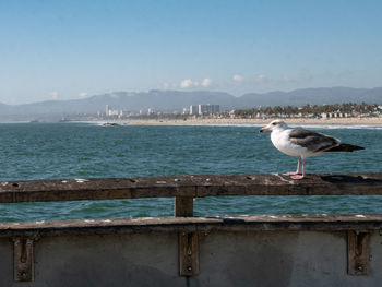 Seagull perching on railing against sea