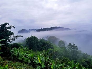 Scenic view of trees on landscape against sky