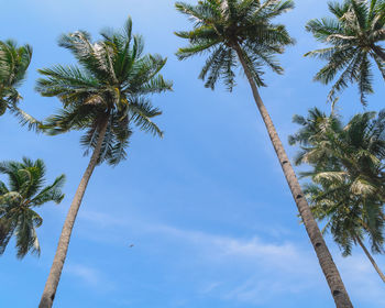 Low angle view of palm trees against sky