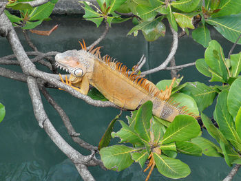 High angle view of lizard on plant