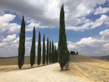 Panoramic shot of trees on landscape against sky