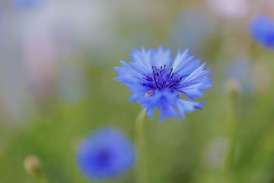 Close-up of purple flowering plant on field