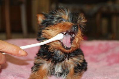 Close-up of brushing dogs teeth