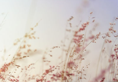 Close-up of flowers