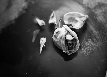 High angle view of rose leaves in water