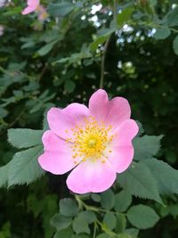 Close-up of pink flower