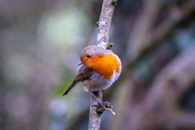 Close-up of robin perching on twig