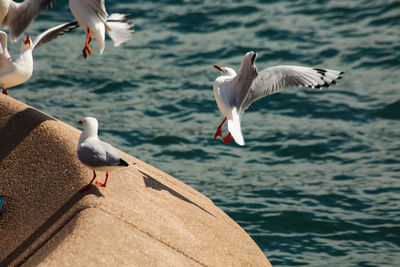 Seagulls flying over sea