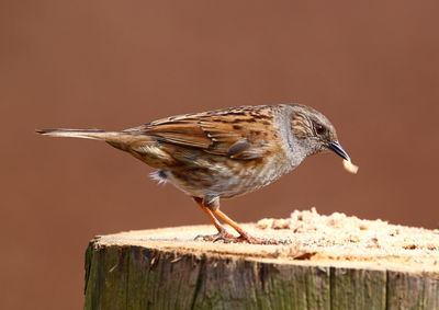 Close-up of bird perching on wood