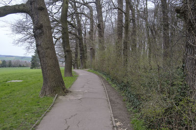 Dirt road amidst trees in forest