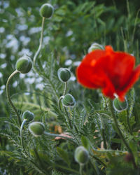 Close-up of poppy on field