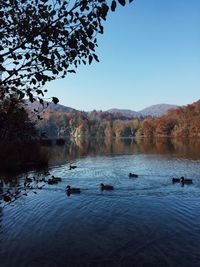 Ducks swimming in lake against sky