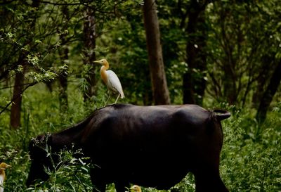 Bird perching on a tree