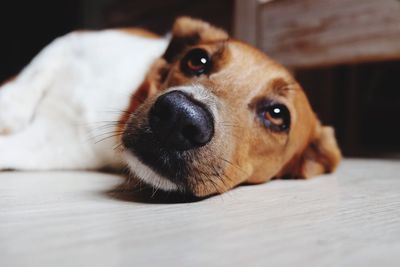 Close-up portrait of dog lying down