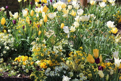 Close-up of yellow flowers blooming outdoors