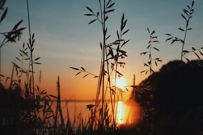 Silhouette of plants at sunset