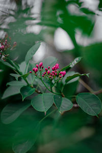 Close-up of white flowering plant