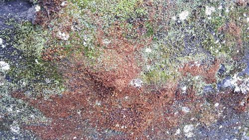 Full frame shot of lichen on field