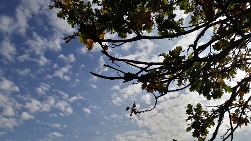 Low angle view of flowering plant against cloudy sky