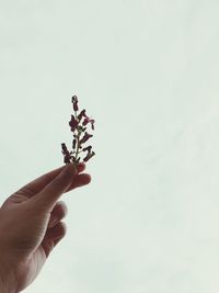 Low angle view of hand holding plant against sky