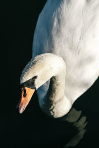 Close-up of a bird