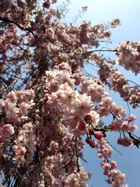 Low angle view of apple blossoms in spring